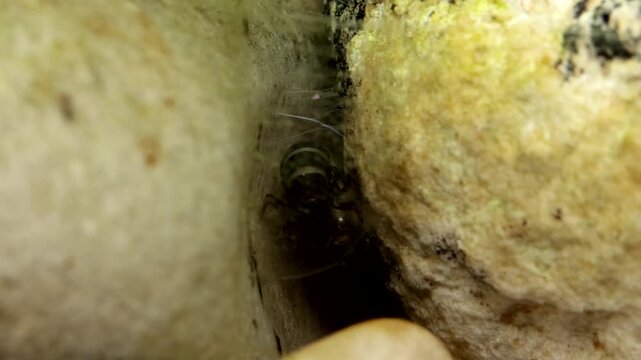 Caddisfly Larva in Trout Stream, Filmed Underwater. Under water extreme macro of a non-cased caddisfly larva (Hydropsychidae) feeding and cleaning its net.