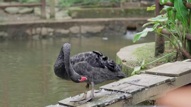 A graceful black swan standing on a rustic stone border next to a calm green pond, actively preening and cleaning its beautiful dark plumage.