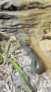 Australian carpet python slithering over rocks and foliage in natural habitat setting