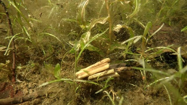Caddisfly Larva Crawling in a Pond, Under Water View. Cased caddisfly larva (Limnephilus sp.) exploring aquatic vegetation in a forest wetland.