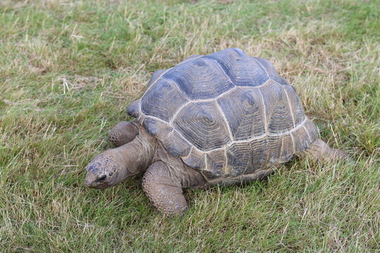 Giant tortoise moving across grass