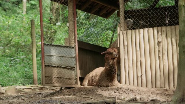 A cute brown llama resting peacefully on the ground inside a rustic wooden shelter or barn in a rural farm environment.