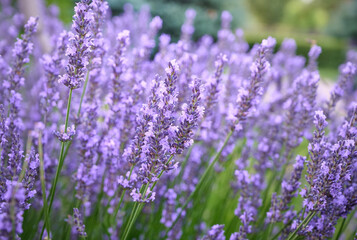 Naklejka premium Lavender flowers in flower garden.