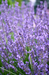 Fototapeta premium Lavender flowers in flower garden.