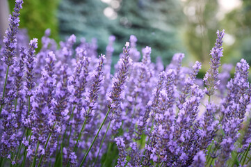 Obraz premium Lavender flowers in flower garden.