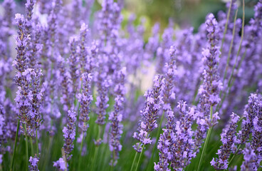 Fototapeta premium Lavender flowers in flower garden.