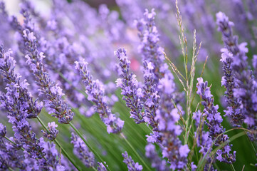Fototapeta premium Lavender flowers in flower garden.