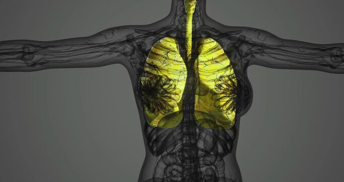 This illustration showcases the complex anatomy of human lungs, highlighting their structure and function. The vibrant visualization aids in understanding respiratory processes.