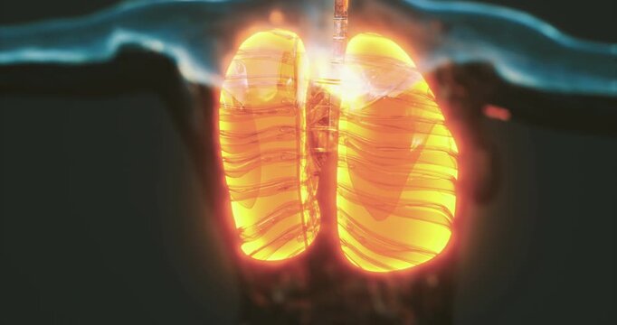 The illustration highlights the human lungs, showcasing their intricate anatomy, including bronchi, alveoli, and blood vessels. This visual emphasizes respiratory function and health.