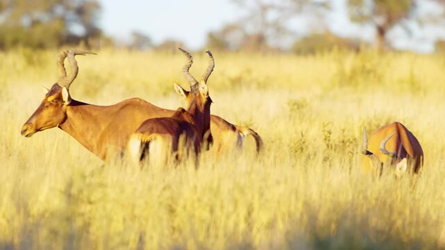 Close up of Red hartebeest  or Cape hartebeest (Alcelaphus buselaphus caama) grazing in the grasslands of Savanah.