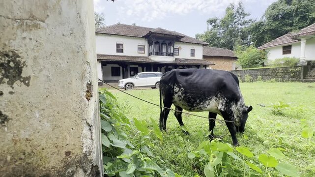 Guttu House, Traditional House, Tulunadu House, Halsanad Mane.
Halsnadu Maneis a historic, 400-500-year-old traditional wooden mansion in Haklady village, 