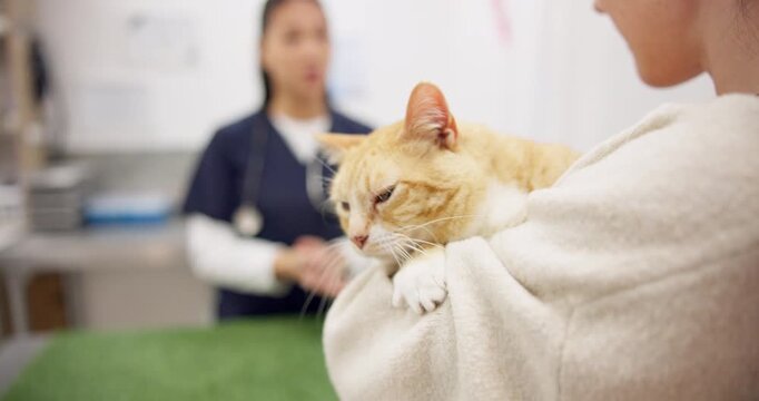 Cat vet, client and woman consulting, advice or discussion on medical feedback, clinic conversation or healthcare. Animal healing support, pet veterinary industry or veterinarian speaking with person