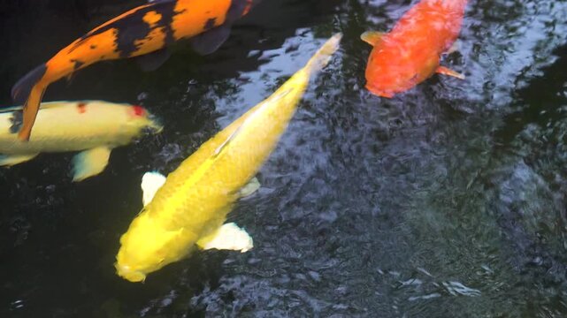 Japanese koi carp in a pond. (Japanese name is Koi fish, Nishikigoi, Cyprinus carpio haematopterus). Vetnam
