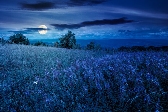 landscape with high grass and blooming pink flowers on top of a mountain at night. full moon over willow herb on alpine meadow. trees near the edge of high mountain. mysterious alpine environment