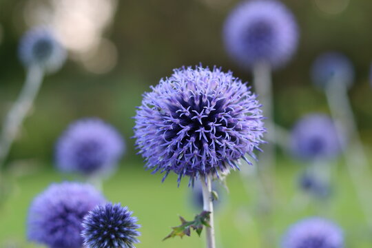 Blue globe thistles or echinops in a garden