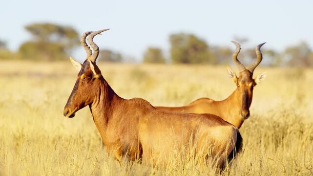 Two Red hartebeest  or Cape hartebeest (Alcelaphus buselaphus caama) Looking into the camera in Grassland of Savanah of Botswana South Africa