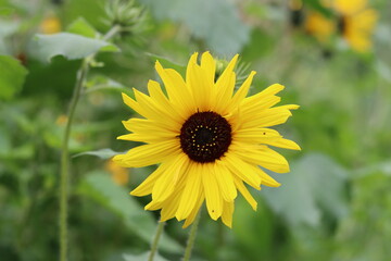 Fototapeta premium Close up of a single sunflower flower head
