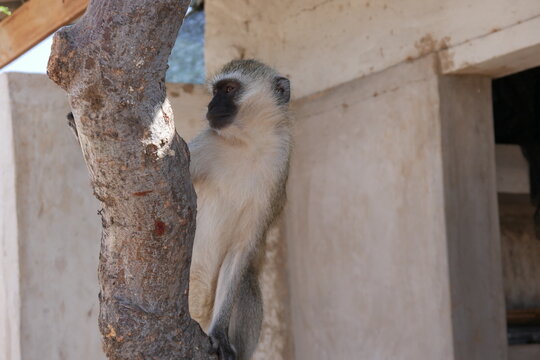 Als Gr&uuml;ne Meerkatze bezeichneter Affe im Camp in der Man Eaters Lodge im Tsavo Nationalpark in Kenia