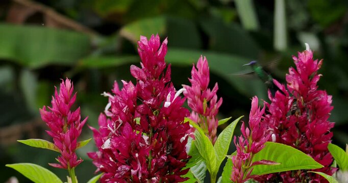 Brazilian Rubi Hummingbird hovering and drinking nectar from Tropical Flower