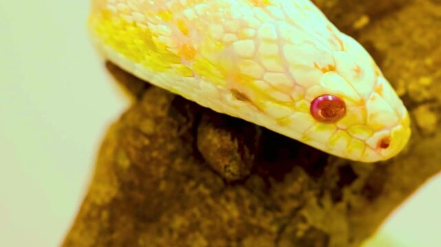Snake eyes macro close-up, corn snake moving on wood branch slow motion footage.