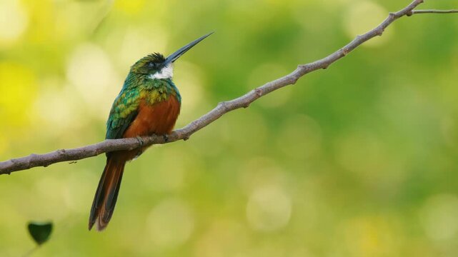 Rufous-tailed Jacamar (Galbula ruficauda) Spreading Wings While Perched on Branch in Tropical Forest