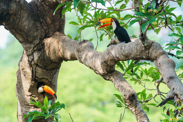 Obraz premium Toco toucan (Ramphastos toco)