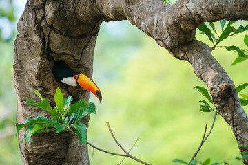 Obraz premium Toco toucan (Ramphastos toco)