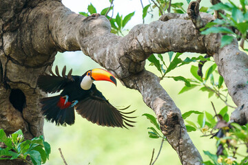 Toco toucan (Ramphastos toco) © Daniel Jara