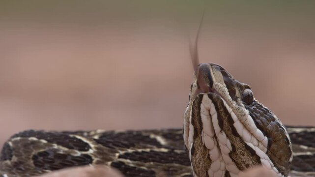 viper sticking out its tongue