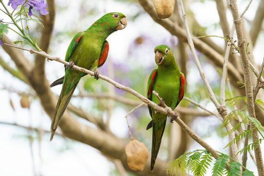 White-eyed parakeet (Psittacara leucophthalmus)
