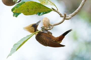 Obraz premium Pale-crested Woodpecker (Celeus lugubris)