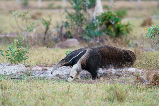 Giant anteater (Myrmecophaga tridactyla)