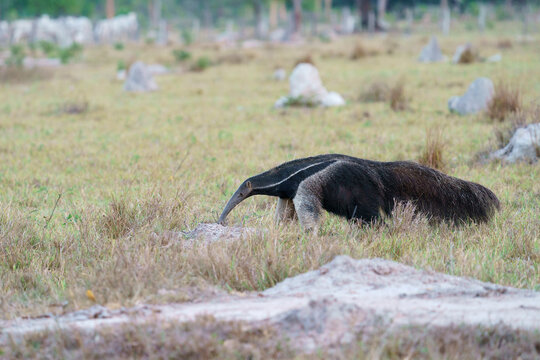 Giant anteater (Myrmecophaga tridactyla)