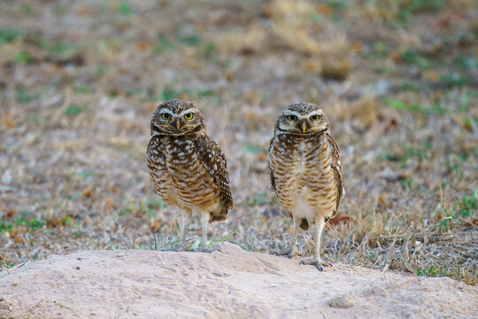 Burrowing Owl (Athene cunicularia)