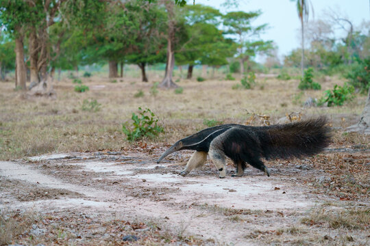 Giant anteater (Myrmecophaga tridactyla)