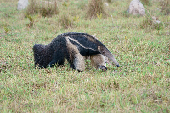 Giant anteater (Myrmecophaga tridactyla)