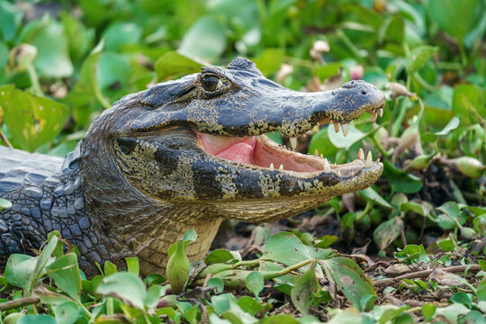 Yacare caiman (Caiman yacare)