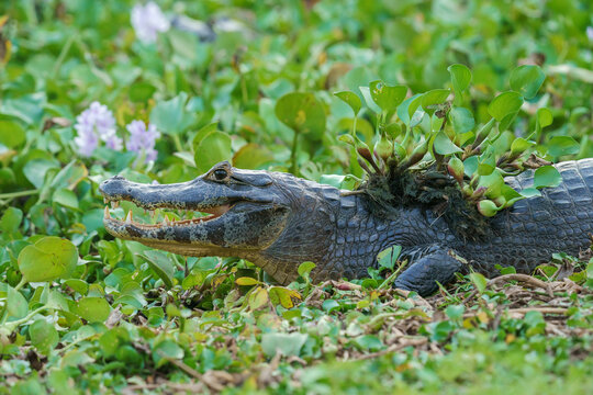 Yacare caiman (Caiman yacare)