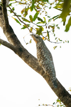 Great Potoo (Nyctibius grandis)