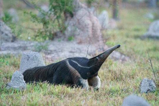 Giant anteater (Myrmecophaga tridactyla)
