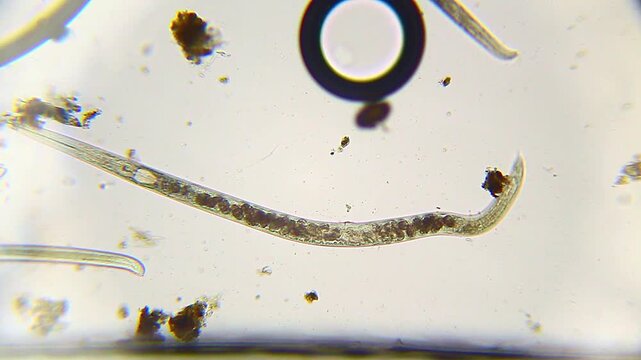 Low motility nematode with internal eggs under 100x bright field microscopy. 4K scientific microscopy footage.