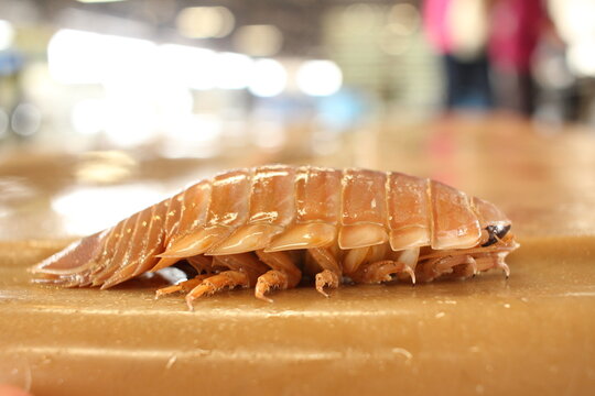 ダイオウグソクムシ,Bathynomus giganteus,大王具足蟲,大王具足虫