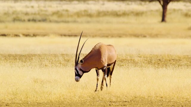 Full body close up of a Gemsbok (Oryx gazella) grazing in grassland of Savanah