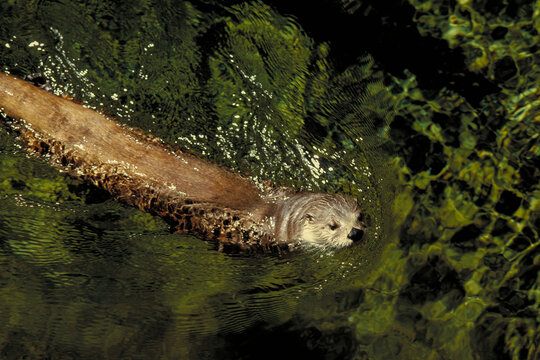 A River Otter swimming, Lontra canadensis