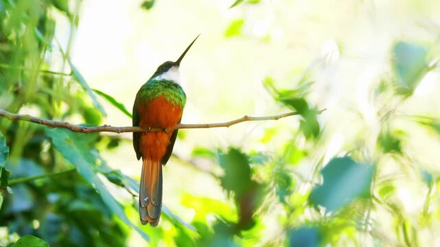 Rufous-tailed Jacamar (Galbula ruficauda) perched on Branch in Tropical Forest