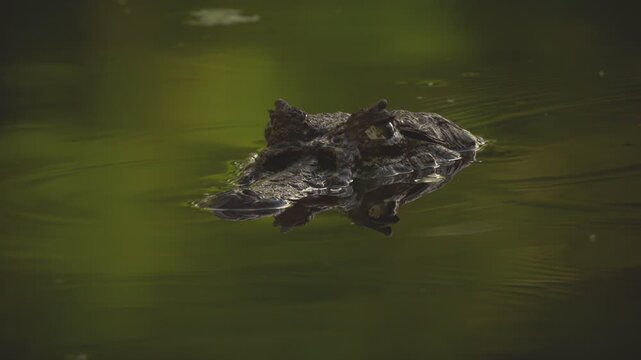 Caiman Eyes Close-Up Floating on Calm Water &ndash; Stealth Reptile in Natural Habitat