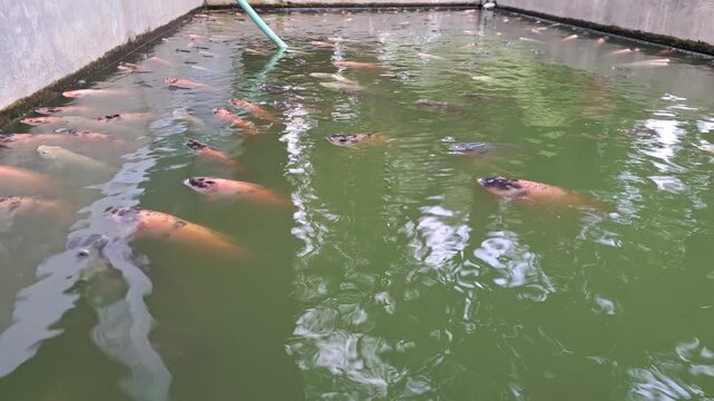 Red Tilapia Oreochromis niloticus aquaculture fish pond video high angle view freshwater farming food production sustainability concept concrete tank with green murky water