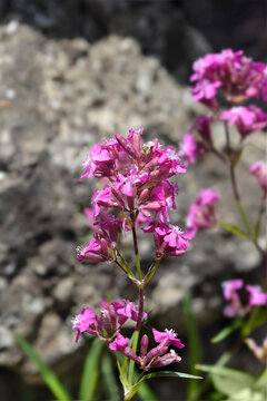 Sticky catchfly pink flowers - Latin name - Viscaria vulgaris
