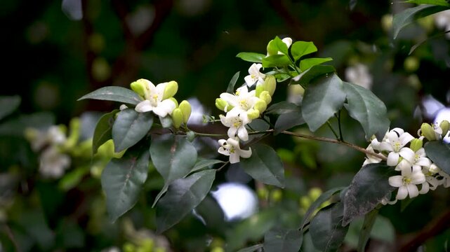 Kamini Kanchan or Murraya paniculata commonly known as Orange Jasmine dancing in the breeze 1.