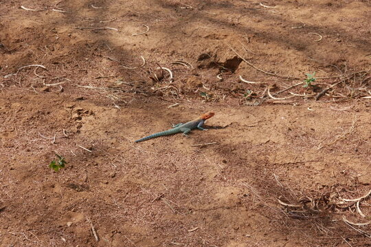 Bunte Echse Siedleragame in Savanne in Kenia